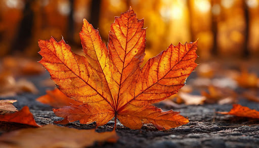 illustrations-article